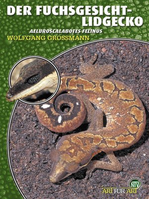 cover image of Der Fuchsgesicht-Lidgecko
